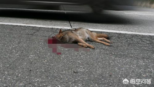 在高速路上撞死狗,是应该停车报警还是继续行驶不用理会
