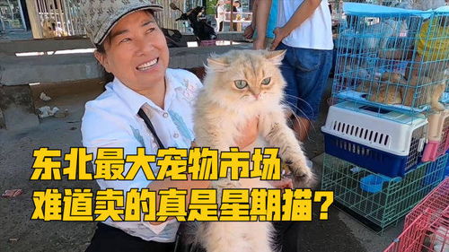 东北最大宠物市场,猫还没奶茶贵,难道真是星期猫 