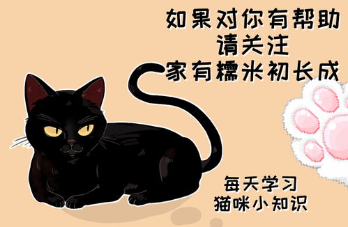 猫咪眼睛冷知识 看起来特别迷人,但它真的看不清