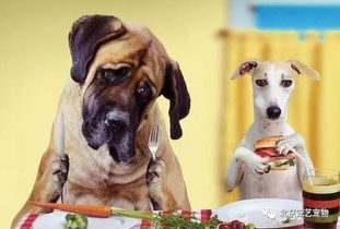 狗狗喂食的基本常识,有两个错误很多主人都在犯 