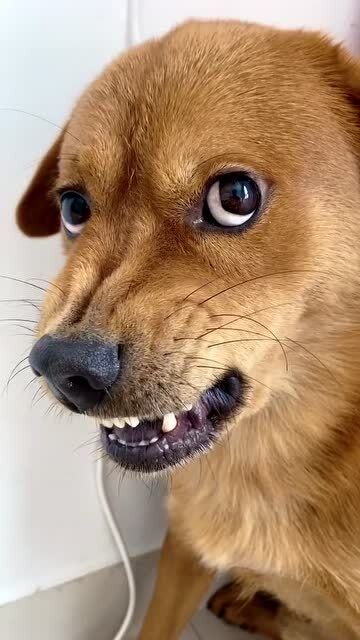 看狗狗这副龇牙咧嘴的小表情,我猜它一定是想起了自己的初恋 