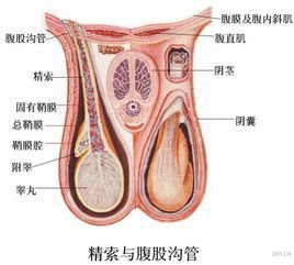 附睾结核应该尽量动手术切除附睾吗(附睾结核切除了还会生育吗)