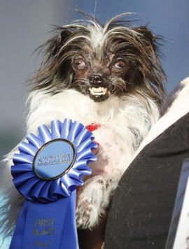 世界最丑狗大赛结果出炉 主人获1500美元奖金