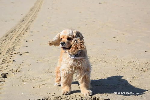 狗狗趣味排行之十大最粘人狗狗