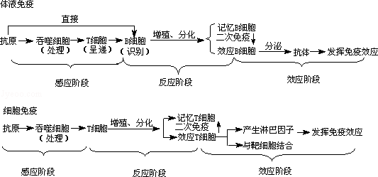 体液免疫过程图解图片