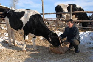 养殖课堂:牛的饲喂技巧,牛怎么喂养最好
