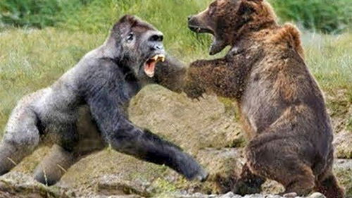 灰熊与狮子 大猩猩 美洲狮战斗 熊妈妈保护幼崽免受敌人的伤害 