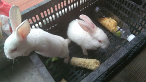 兔子几个月可以繁殖,兔子养几个月才能生小兔子