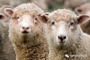 哈萨克斯坦计划至2021年将羊肉出口量提升50倍
