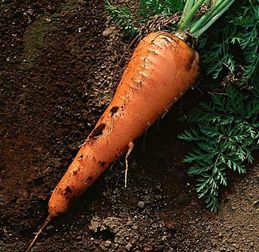 胡萝卜属于什么茎,胡萝卜主要是植物的哪个部位，是根还是茎？