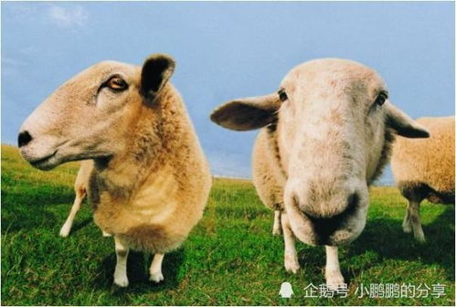 人算不如天算,7月属羊人必有 三喜临门 ,家有属羊的接喜了