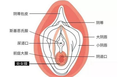 女生的处女膜到底有什么用 不出血就不是处女 真相令人吃惊 