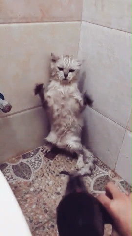 主人给猫咪洗完澡,怕着凉拿来吹风机,猫咪吹后反应却笑坏他