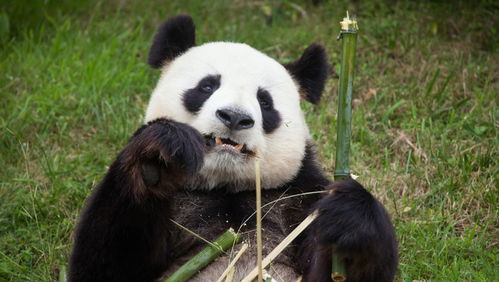 大熊猫长期吃变质食物 秦岭野生动物园 与事实严重不符