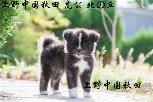 两个月秋田犬好养吗 