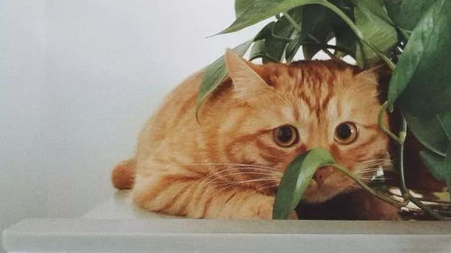 科学揭秘 橘猫为什么容易胖 
