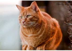 猫咪所需维生素的种类 全面解读猫咪维生素