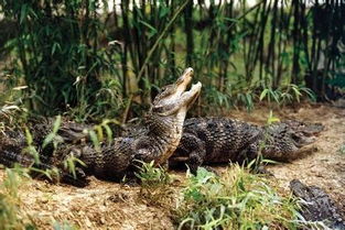 扬子鳄 鼍科短吻鳄属珍稀保护动物 搜狗百科 