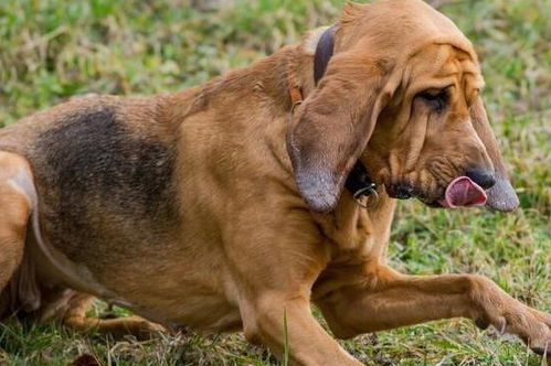 解读 寻血猎犬 ,最纯正血统的嗅觉猎犬,能寻回14天前的气味