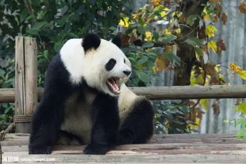 Top 10 Amazing Facts About Giant Panda