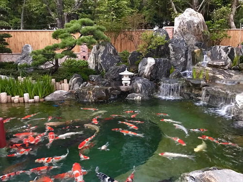 8个私家庭院 景观鱼池 设计案例,想要自建鱼池的可参考