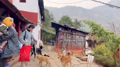 高哥记录尼泊尔生活山上的狗狗看见我们回来兴奋的不得了第二集