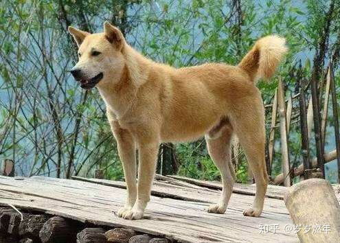 为什么日本秋田犬快灭绝可以上中国的微博热搜,却没人注意到中华田园犬也快灭绝了 