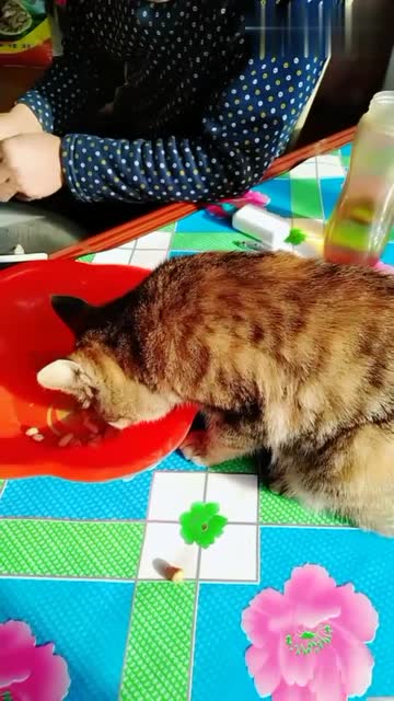一只吃花生的猫 猫咪 