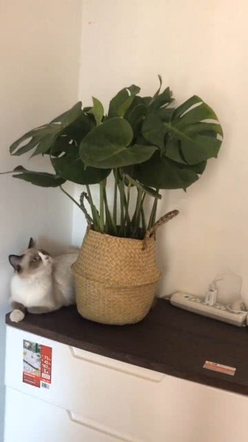 家里养个绿植,小猫咪也喜欢 
