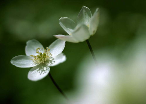 白色花朵绿色背景植物特写生物花草图片素材 模板下载 1.54MB 其他大全 标志丨符号 