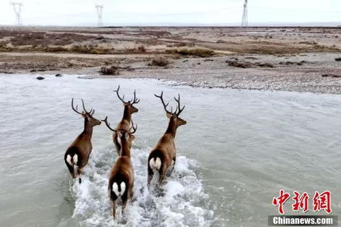 青海湖最大补给河畔马鹿结伴 撒欢