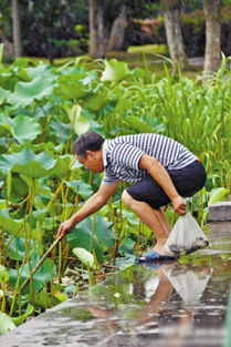 中年男子日湖边违规捕捉刚放生的青蛙 图