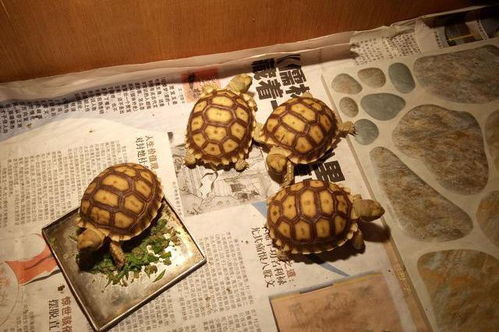 苏卡塔尔陆龟在中国可以养吗 为什么