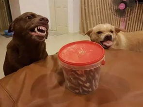 网友表示,自己吃东西的时候家里两只狗狗有种要吃了他的感觉