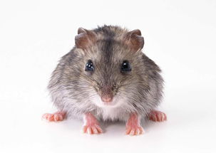 老鼠动物世界高清动物特写摄影素材图片 模板下载 1.64MB 其他大全 标志丨符号 