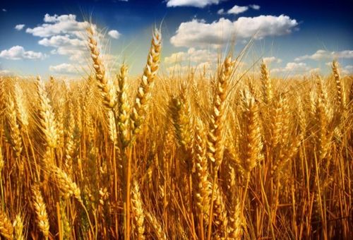 小麦什么时候播种,小麦播种最佳时间，小麦什么时候播种