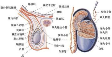 突然左侧睾丸痛怎么回事