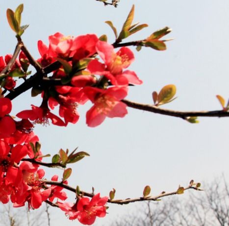 从2月24日至27日,运势开始回温,财运高涨,生活蒸蒸日上的四生肖