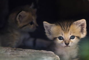 2012最可爱的45张动物宝宝照片 