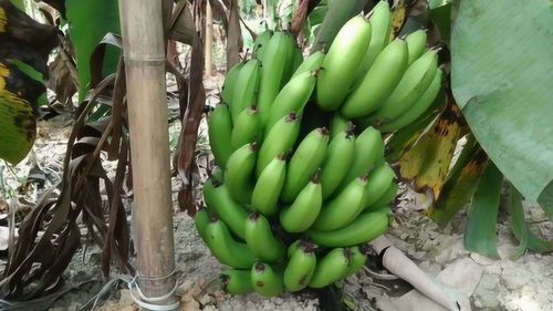 千亩香蕉这一片望不头的香蕉林,个个挂在树上,好看极了 