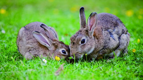 兔子将占领澳洲 长达150年的 人兔大战 ,澳大利亚仍束手无策