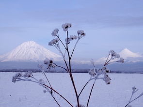 雪落无声，风吟古韵——探寻古诗中的雪与风，什么雪什么风古诗句子大全