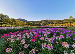 国庆嘉年华 鲜花献祖国