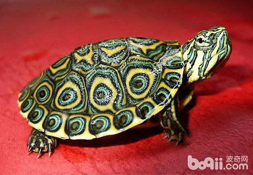 巴西龟为什么不吃东西,怎么办 