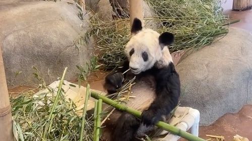美国孟菲斯动物园为大熊猫丫丫举行送别活动