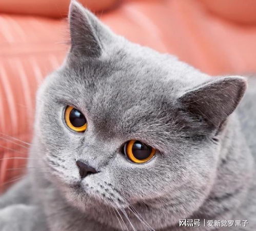 英国短毛猫最受欢迎的几种颜色,有你家的吗