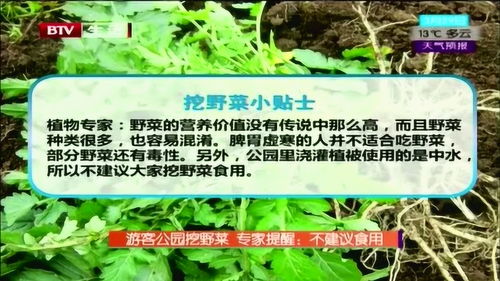 游客公园挖野菜 专家提醒 不建议食用 