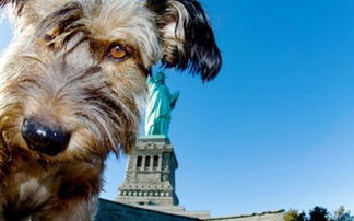 随主人环游世界的狗狗不幸身亡 主人以照片来纪念这只可爱的狗狗