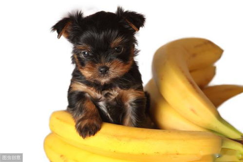 给狗喂食香蕉到底好不好 香蕉皮狗也能吃吗