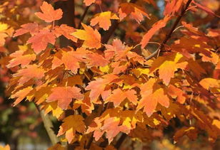 七叶树是秋色叶树种吗？